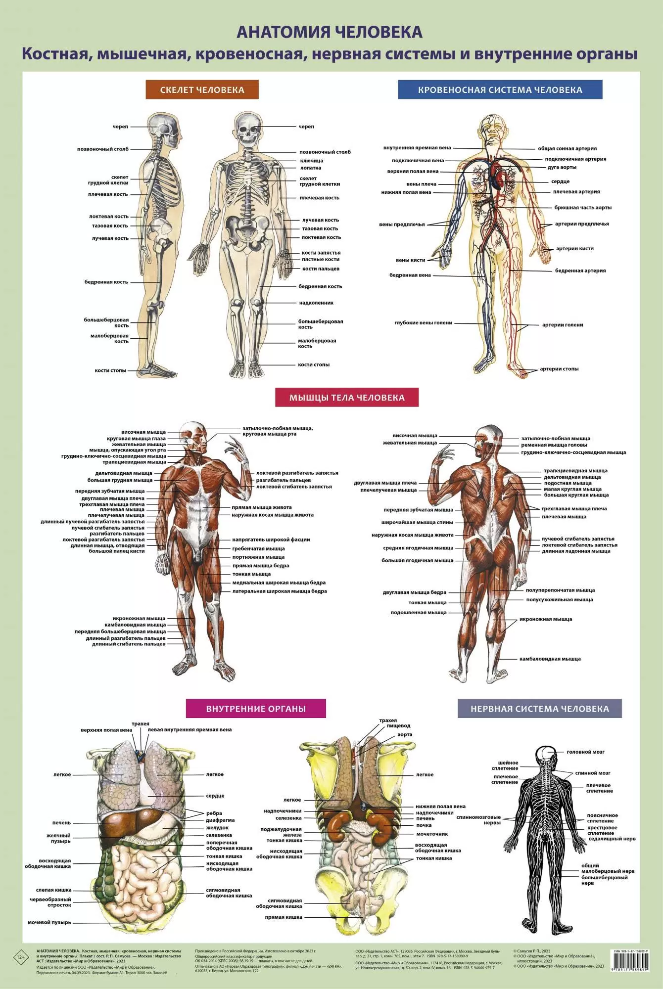 Плакат Анатомия человека Костная мышечная кровеносная нервная системы и внутренние органы Самусев 12+