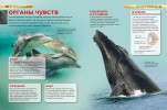 Киты и дельфины Детская Энциклопедия Дэвидсон Сюзанна 6+