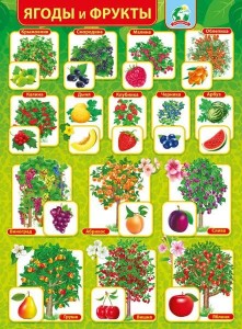 Плакат Ягоды и фрукты 071.328 0+